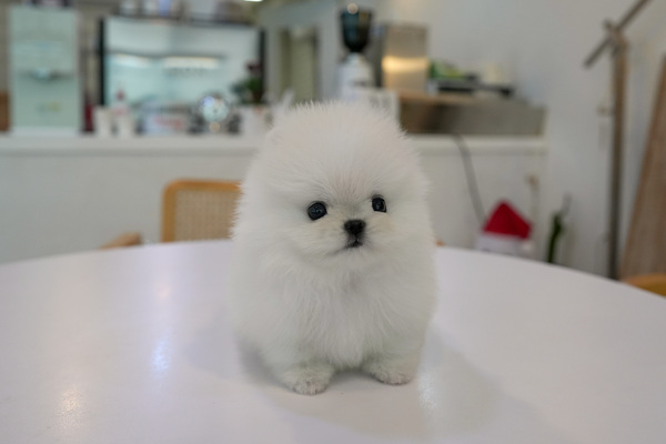 포메라니안-암-PD네-72.jpg