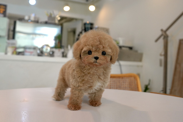 토이푸들 남 5.jpg