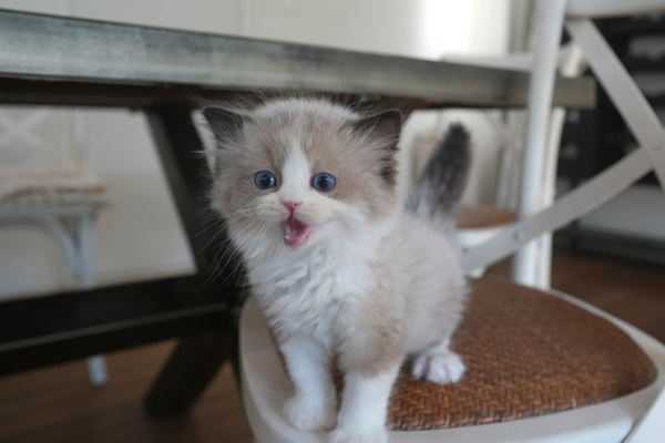 랙돌-남-멧골냥이-10.jpg