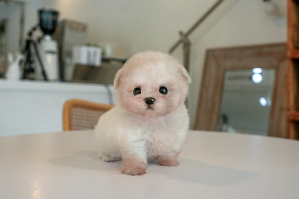 미니비숑 여아 8.jpg