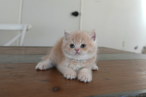 브리티쉬숏헤어-남-냥이와양이-5.jpg