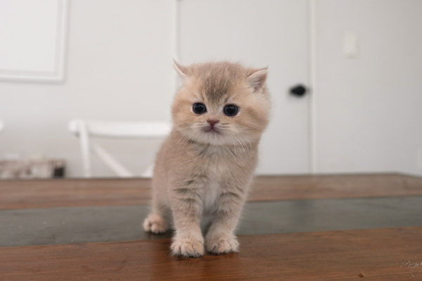 브리티쉬숏헤어-남-냥이와양이-15.jpg
